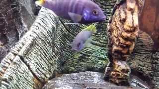 Acei cichlids mating