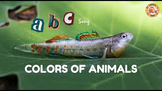 Abc Song - Colors Of Animals - & Together