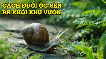 Cách diệt ốc sên trong vườn nhà bạn - Mẹo Vặt Cuộc Sống