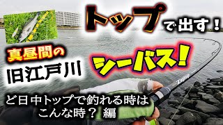 トップで出す！真昼間の旧江戸川シーバス！ - ど日中トップで釣れるときはこんな時？編 - 東京湾奥一級河川シーバス