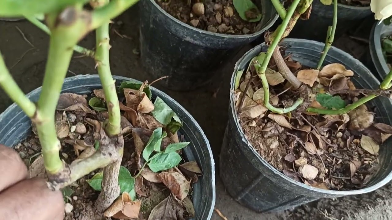 الورد الجوري والزراعة الخريفية وجولة في مشتل بابل لهواة الزهور في محافظة بابل الحلة حي الجزائر