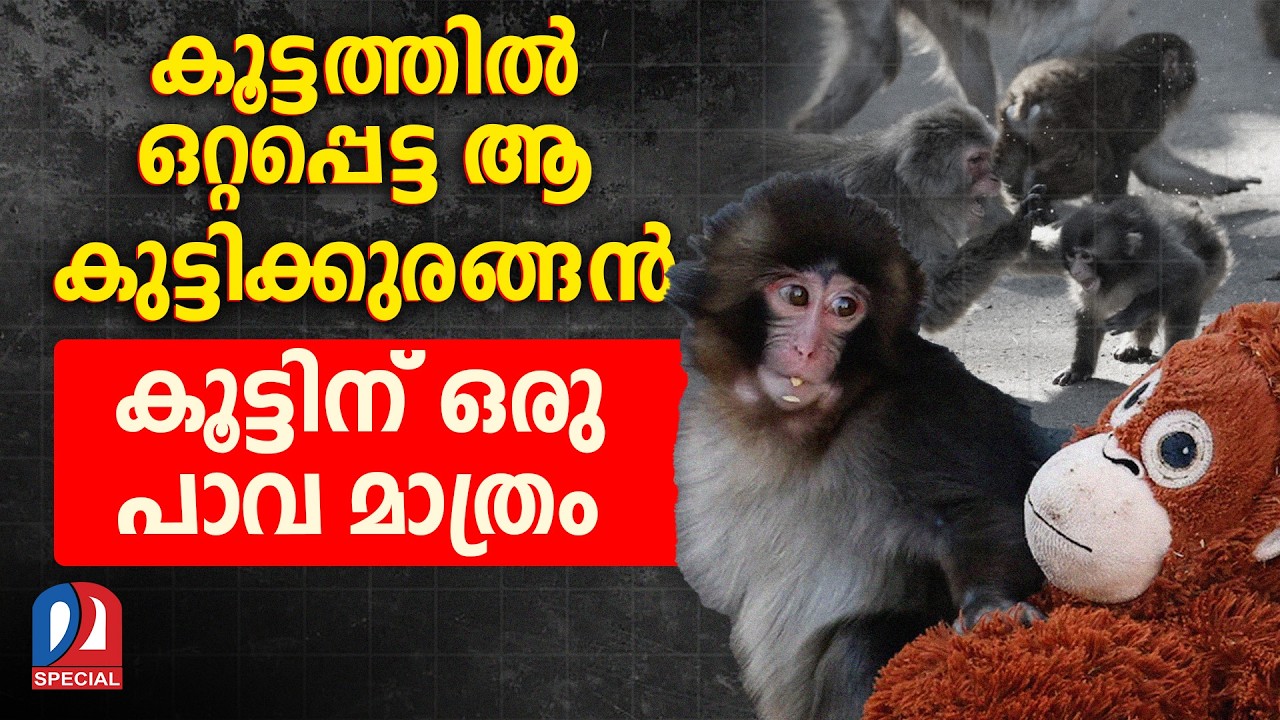 അമ്മയുപേക്ഷിച്ച കുട്ടിക്കുരങ്ങൻ... ആ വൈറൽ വീഡിയോക്ക് പിന്നിൽ | Punch the abandoned baby monkey
