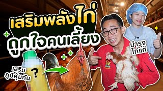 สร้างกำไรด้วยการเสริมเกาะป้องกัน เพิ่มพลังไก่ไข่ด้วยวิตามิน