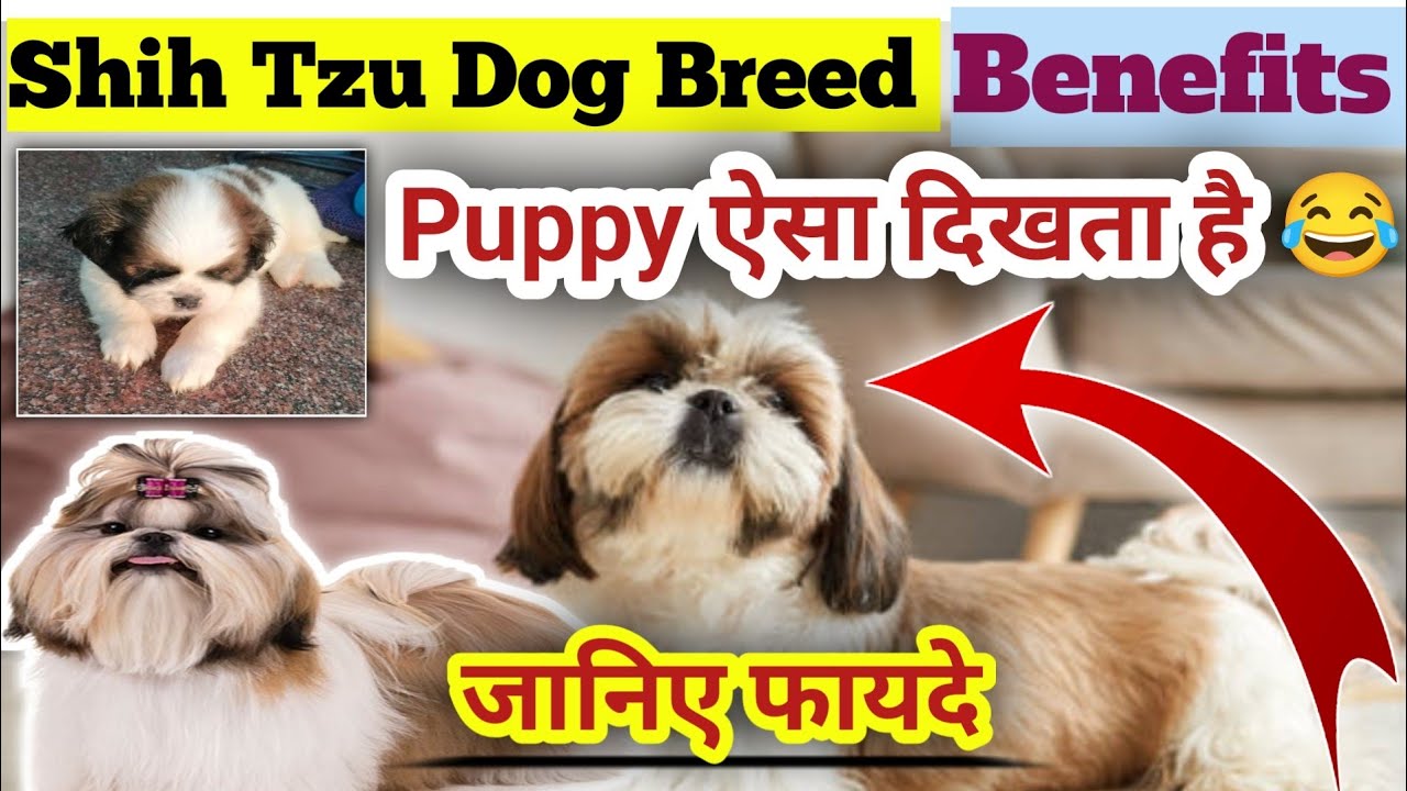 Shih Tzu Dog Breed || Benefits 😍 Of Shihtzu Dog Breed || Shih Tzu डॉग पालने के फायदे 😍