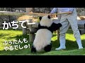 この怪獣...暴れすぎ😂飼育員さんも逃げるw楓浜のハッスルお掃除タイム😍