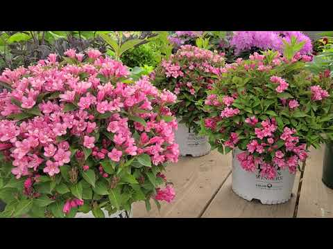 Czechmark Twopink® Weigela From Proven Winners® Compact Hardy Shrub, Loaded With Pink Flowers!