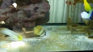 ミゾレ20100614.avi