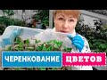 🌺🌱Как быстро размножить цветы методом ЧЕРЕНКОВАНИЯ! Мои СОВЕТЫ- подробно!