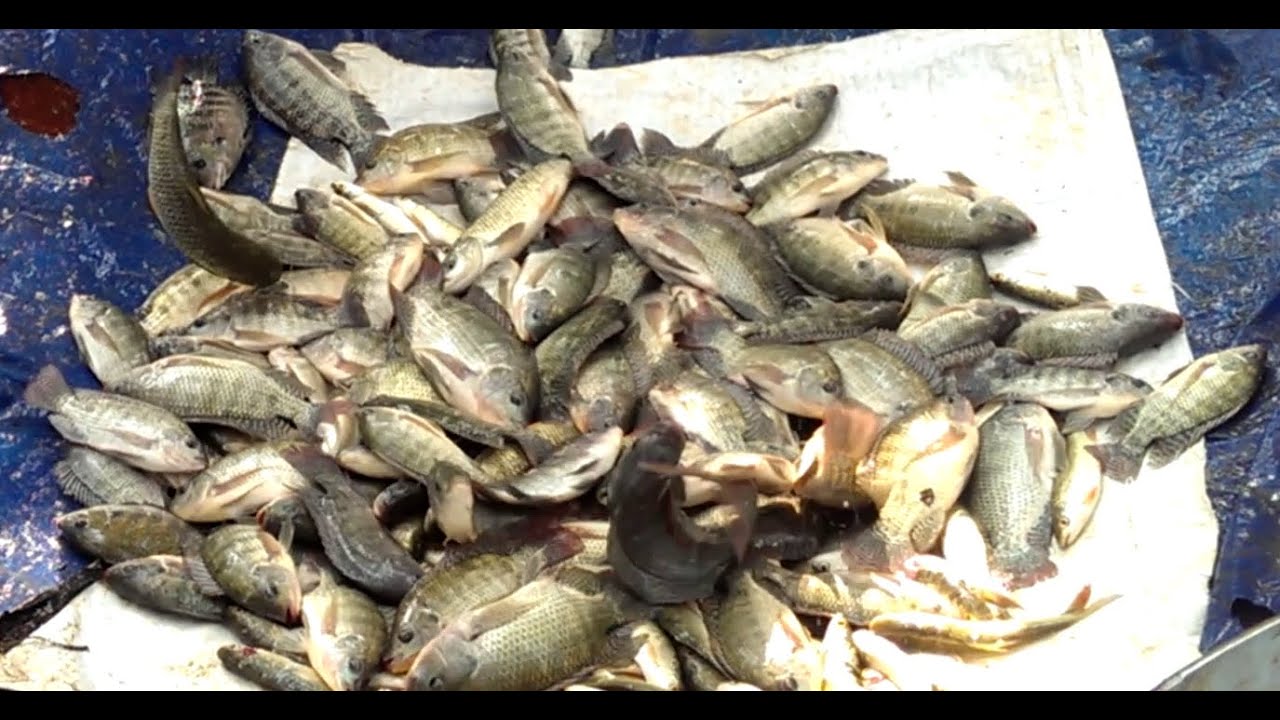 Fish farming in India| harvesting | Aquaculture | Tilapia ...