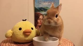 Peterpom And Kiiroitori