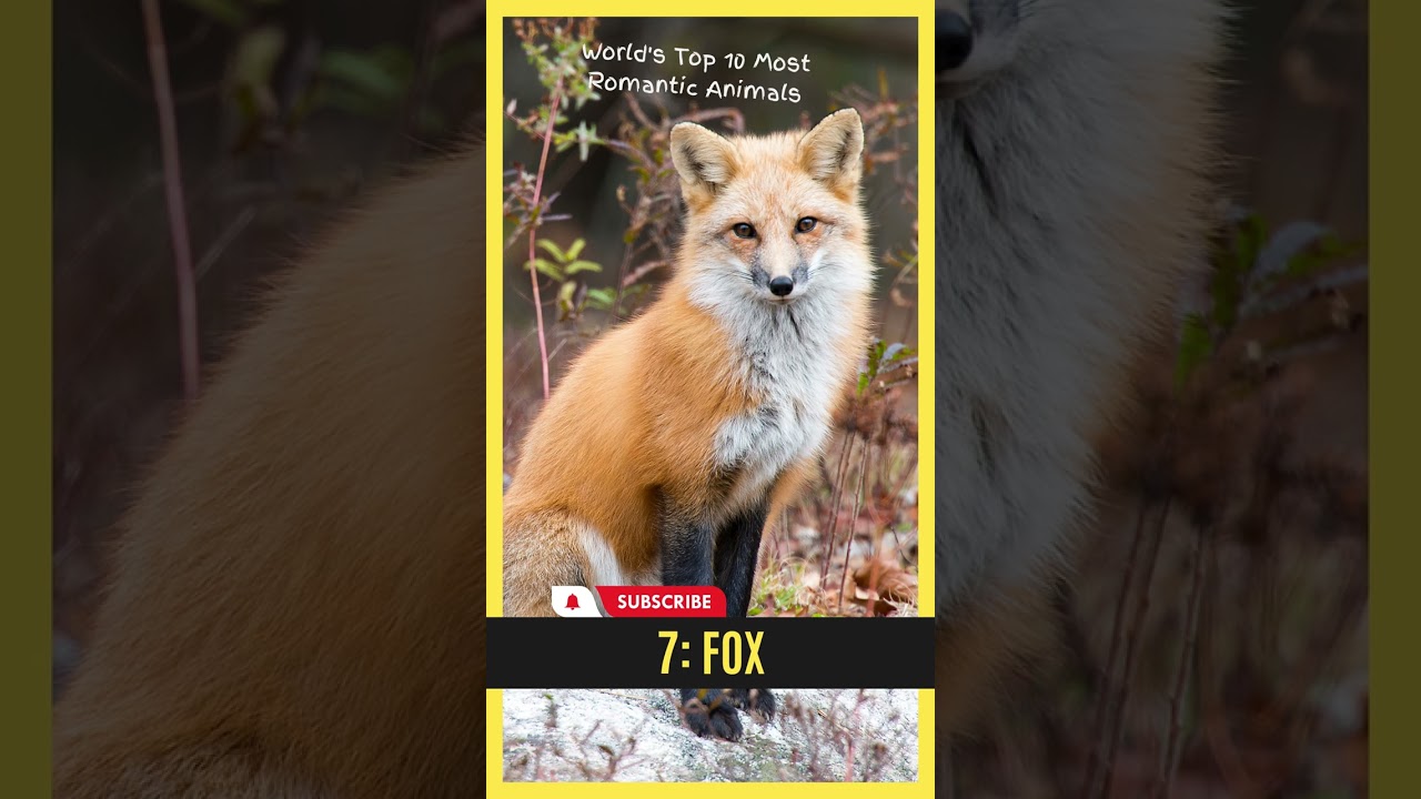 The World's Top 10 Most Romantic Animals - Daily Animal Facts