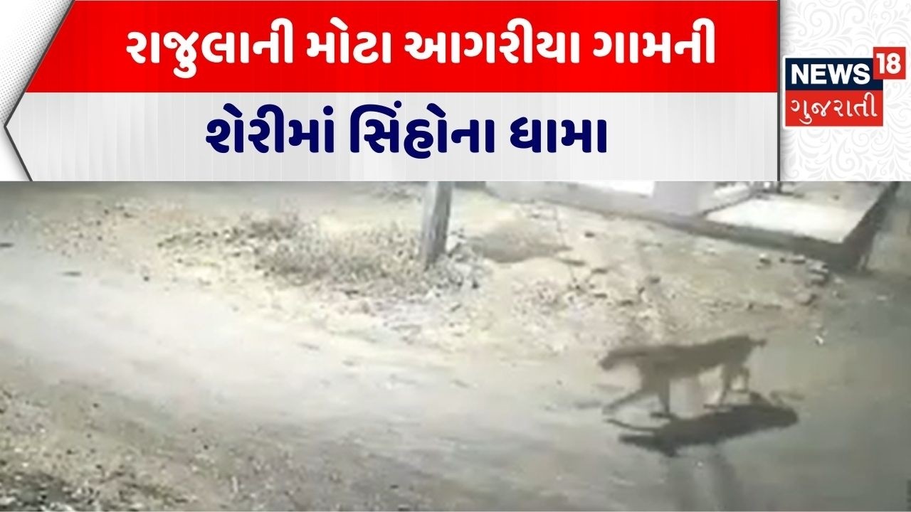 Amreli Lion Video | રાજુલાની મોટા આગરીયા ગામની શેરીમાં સિંહોના ધામા | Gujarat Forest Department