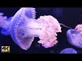 Underwater Scenes | Jelly Fish | Relaxing and Soothing Music for Sleep and Stress | 4K Ultra HD