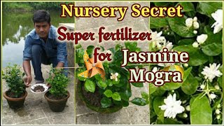 Nursery Secret of Enormous Flowering in Jasmine / Mogra Plant
