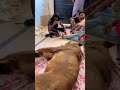 My lion is no more😭😭😭 #ytshorts #petlover #animals #petvlog #lion #lionking #dead