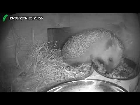 Piggsvinunge på besøk - YouTube