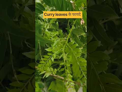 करी पत्ता खाने के फायदे जाने #curry #plants #leaves