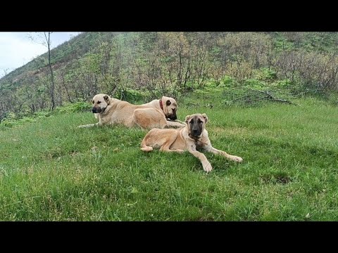 DAĞLARIN ASLANI MELİNDA İLK GÜNÜNÜ DAĞDA GEÇİRİYOR