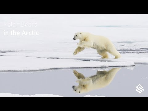 Video: De Ce Este Reprezentat Un Urs Polar Pe Stema Teritoriului Perm