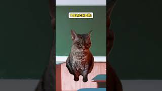 When The Class Idiot Opens Their Mouth 🤫 (CAT MEMES🐈) @Ryanhdlombard #shorts