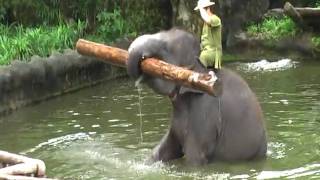 Elephants At Singapore Zoo