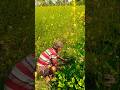 Mustard Farming Made Easy: Watch This Quick Weed Removal Trick! #shorts