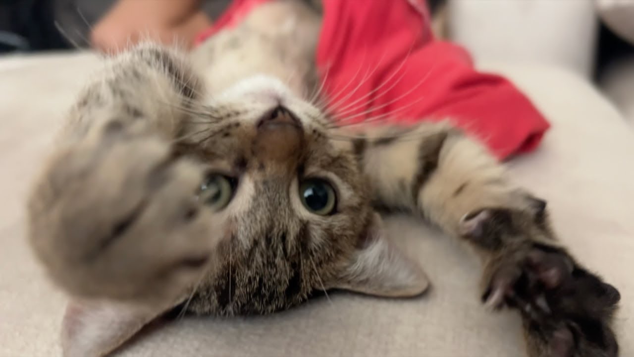 Kitten kneading - YouTube - Kitten Kneading With Licking