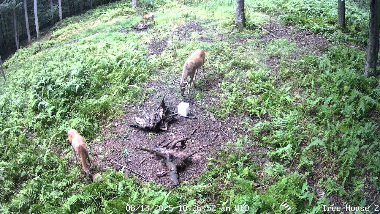Eight Point Buck up close tree house 2 8-13-25