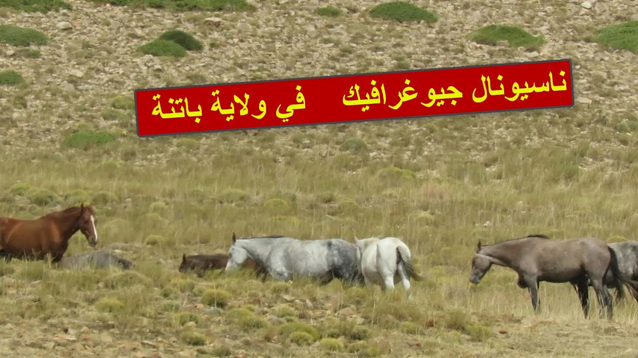 شاهد ماذا وجدنا في ثاني اعلى قمة في الجزائر