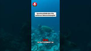 Seltene Karettschildkröte hautnah erleben! 🐢