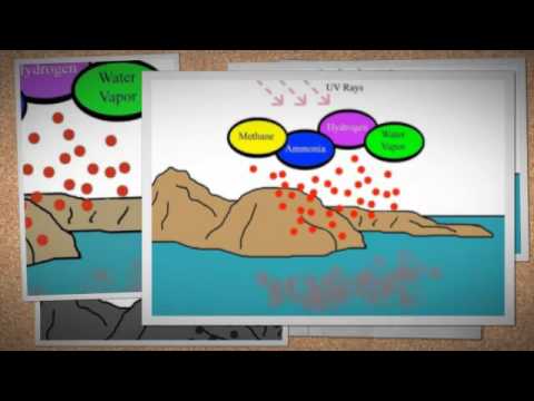 Video: Qual è l'evoluzione chimica?