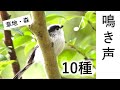 【解説!】鳥の鳴き声10種 ~草地・森林の鳥 (夏)~