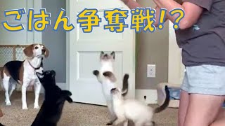 子猫5匹、ごはんタイムになると…♡