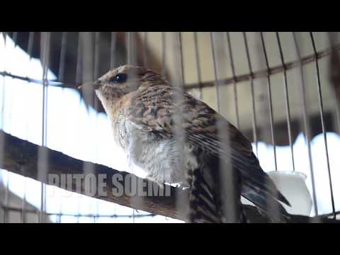 Suara Burung Kedasih Betina Mp3 Download Stafaband