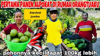 Panen Pertama Alpokat Jumbo Di Rumah Orang Tuakupohonnya Kecil2 Dapat Lebih 100Kgsampai Di Marahi