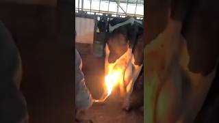 गाय का थन क्यों जलाया जाता है? #Shorts #Youtubeshorts #Shortsvideo