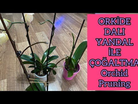 orkide yan dallar ile çoğaltma nasıl olur  (CC ) /orchid pruning✂️