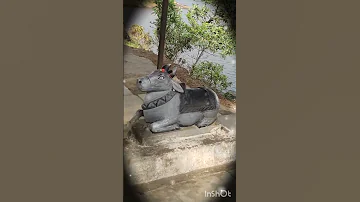 Om Nam Shivay Mahadev Nandi 2024 