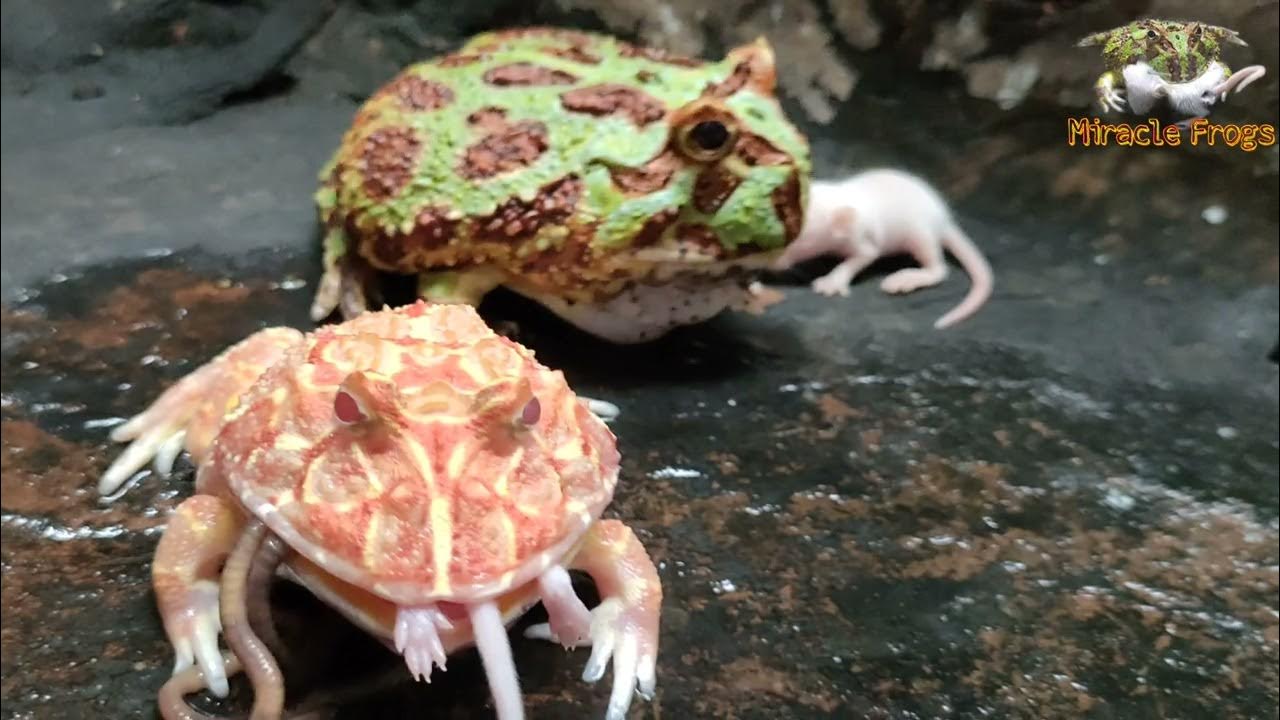 The Strawberry Pacman Frog preys on worms and mice at the same time YouTube