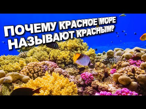 ПОЧЕМУ КРАСНОЕ МОРЕ НАЗЫВАЕТСЯ КРАСНЫМ? САМОЕ СОЛЕНОЕ МОРЕ В МИРЕ В КОТОРОМ НЕ ВОЗМОЖНО УТОНУТЬ