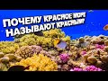 ПОЧЕМУ КРАСНОЕ МОРЕ НАЗЫВАЕТСЯ КРАСНЫМ? САМОЕ СОЛЕНОЕ МОРЕ В МИРЕ В КОТОРОМ НЕ ВОЗМОЖНО УТОНУТЬ