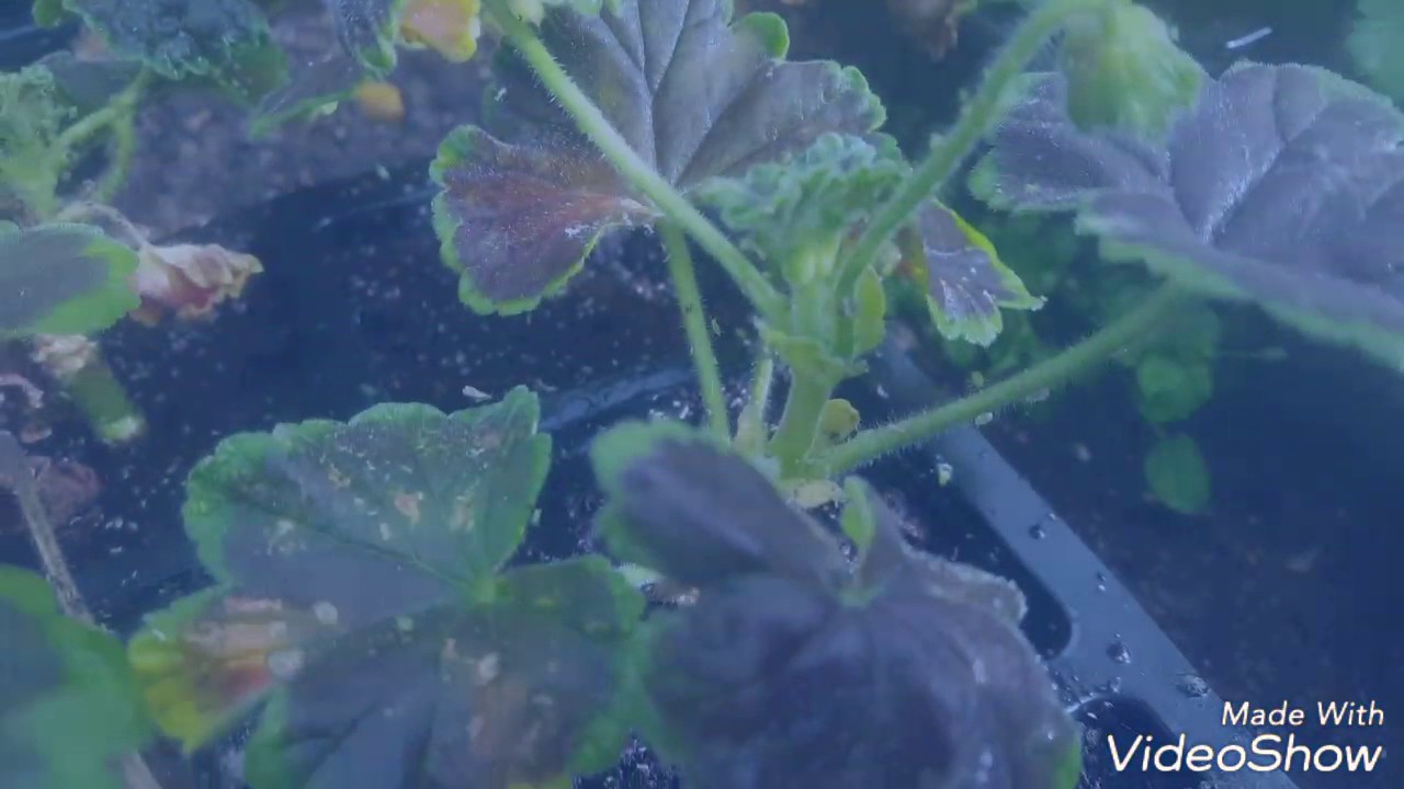 How to clear Greenfly with water and washing up liquid YouTube