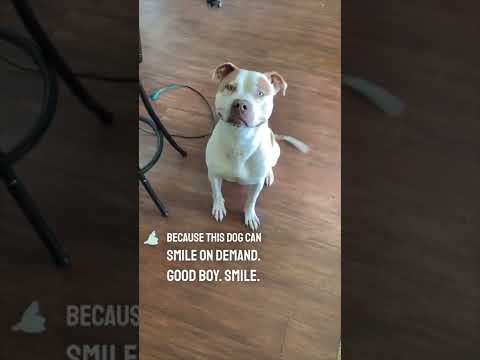 Video: Top Dog Videos