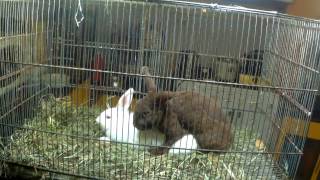 Cute True Dwarf Rabbits / bunnies Mating