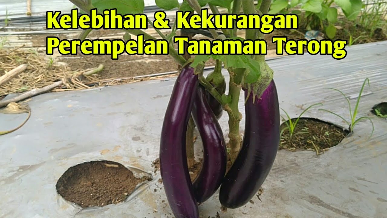 Kelebihan dan kekurangan perempelan tanaman terong