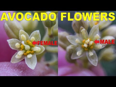 When Are Avocado Trees Self Fertile? Male VS Female Avocado Flowers