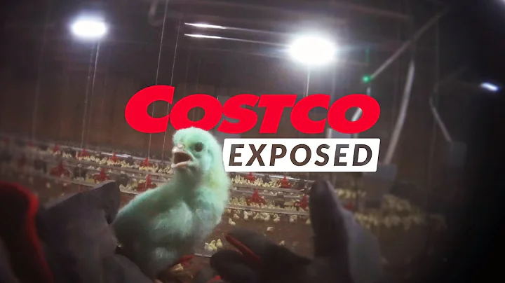Why Is Costco’s $4.99 Rotisserie Chicken So Cheap?