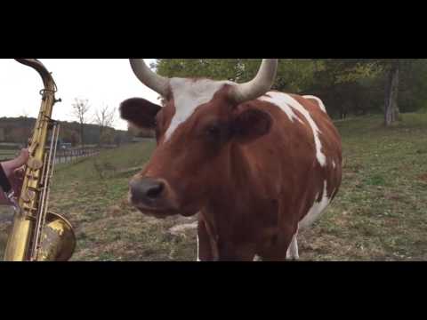 guy-plays-saxophone-for-cows
