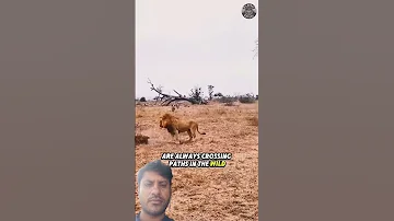 Lion Https Youtube Com Mhofficial N8t Si D3cFfSxHva1lud2Z 