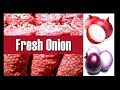 Fresh onion and its categorical description